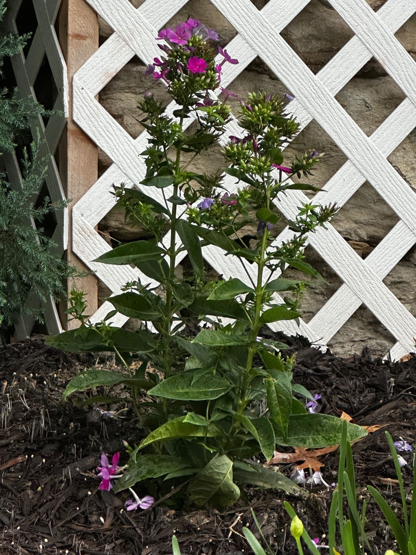 Transformative Native Perennials in Kansas City image