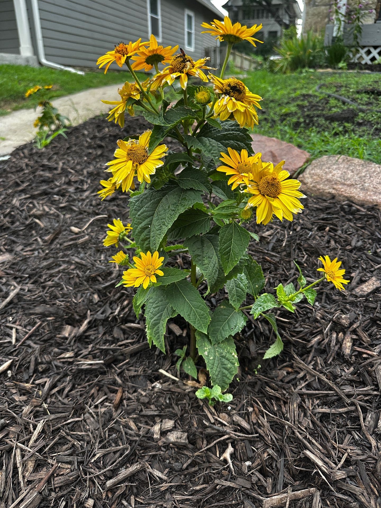 Gallery photos for Transformative Native Perennials in Kansas City: Image #3