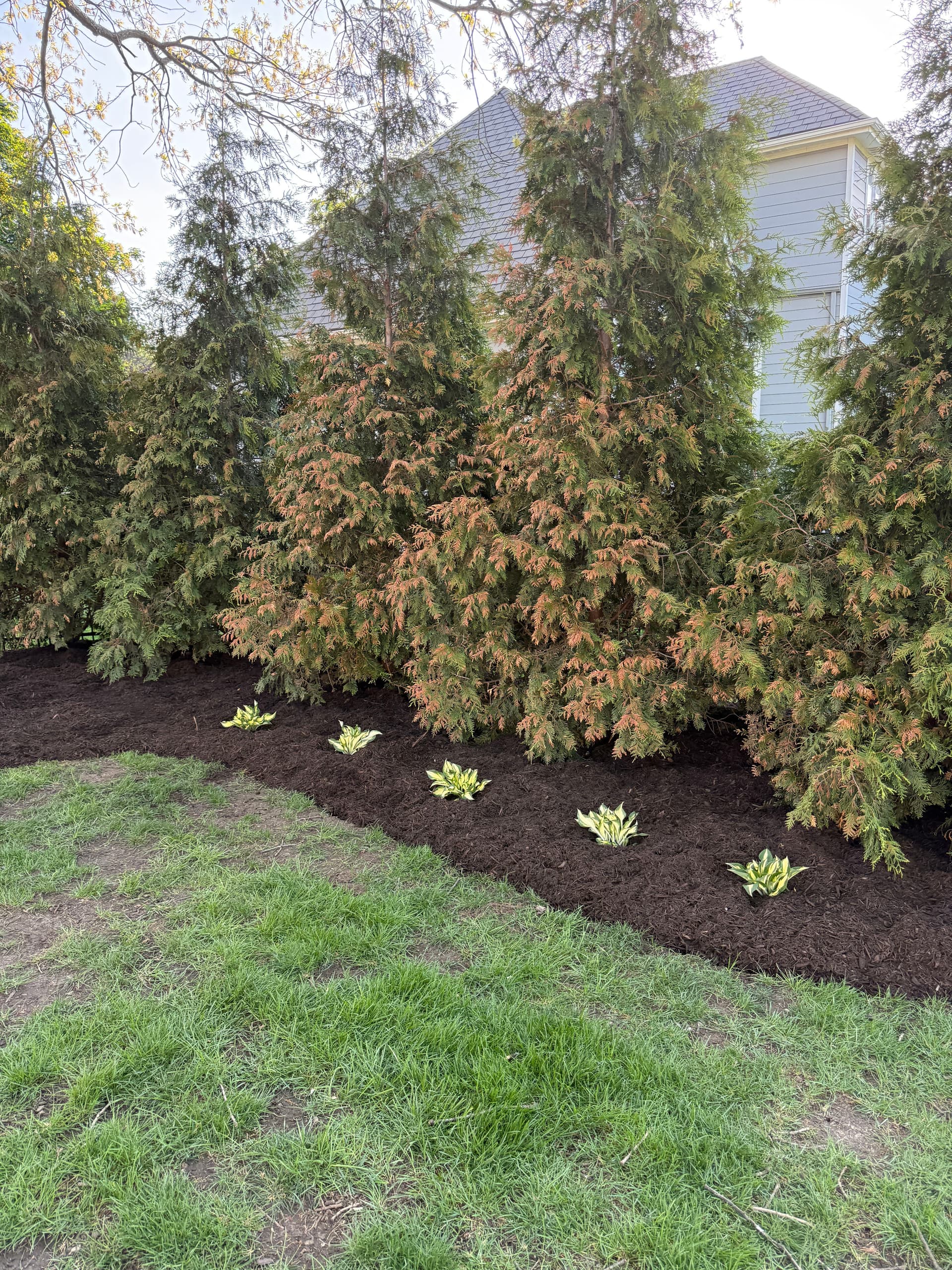 Gallery photos for Cobblestone Borders Fresh Mulch and New Plantings in Prairie Village: Image #2