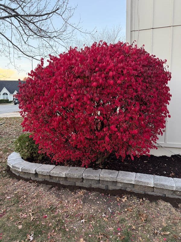 Gallery photos for Olathe Kansas Retaining Wall and Landscape Upgrade: Image #3