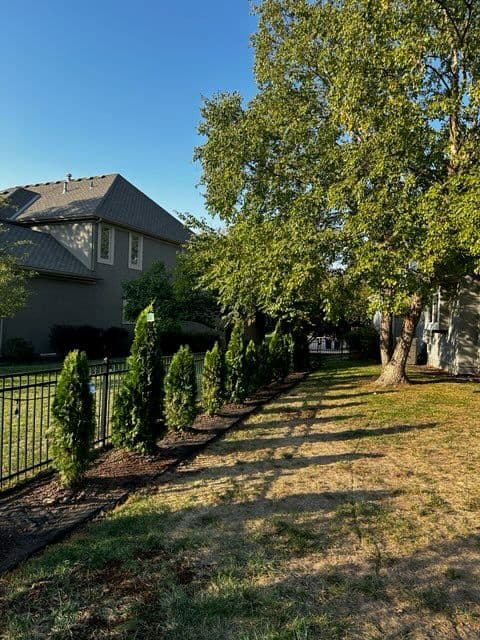 Project Enhance Backyard Privacy with Evergreen Excellence image