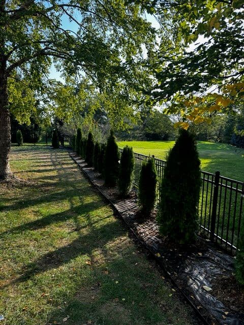 Gallery photos for Enhance Backyard Privacy with Evergreen Excellence: Image #2