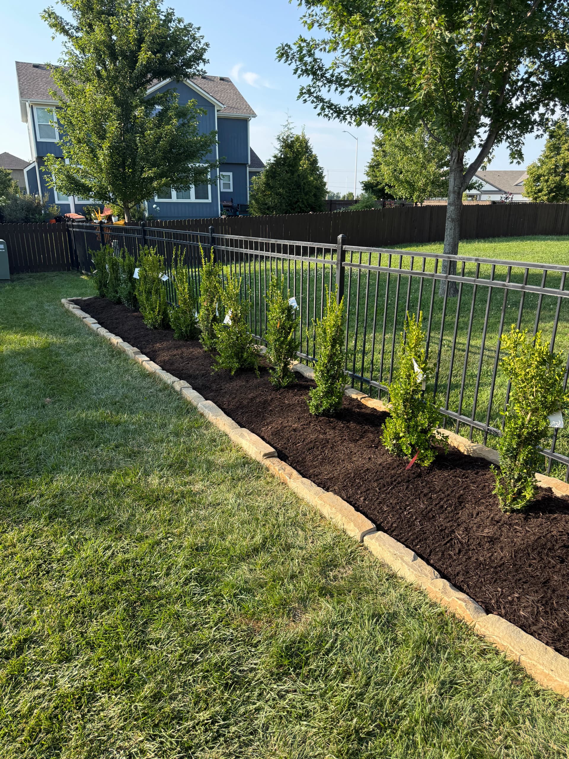 Gallery photos for Privacy Hedge Planting Done Right in Olathe: Image #2