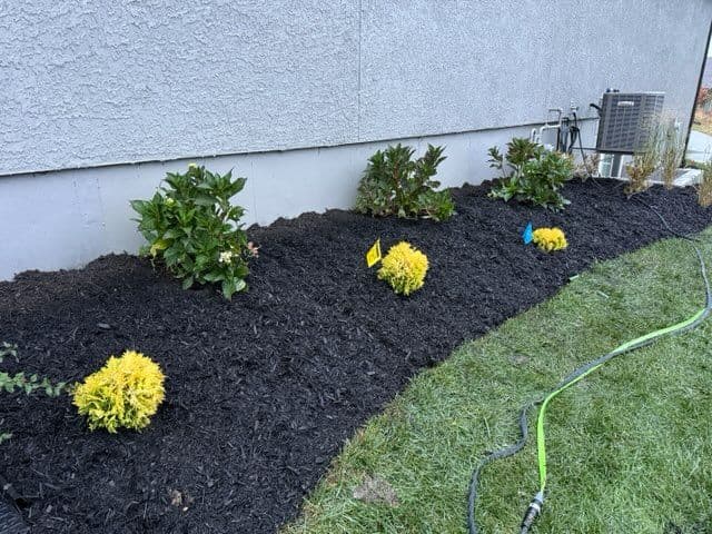 Gallery photos for Garden Bed Transformation in Olathe - Vibrant Colors and Black Mulch: Image #3